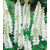 Lupinus Noblemaiden