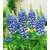 Lupinus Blue Shades