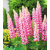 Lupinus Rose Shades
