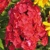 Flox Red