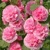 Alcea Rosea Pink