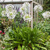 Agapant Africanus White