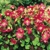 Oxalis Deppei - 10 ks v balení