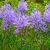Camassia Leichtlinii Maybelle 1ks
