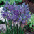 Camassia Quamash - 10 ks v balení