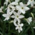 Ipheion White Star - 10 ks v balení