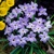 Ipheion Wisley Blue - 10 ks v balení