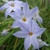 Ipheion Rolf Fiedler - 10 ks v balení
