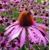 Echinacea Purple