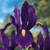 Iris Hollandica Purple Sensation - 10 ks v balení