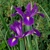 Iris Hollandica Purple Sensation - 10 ks v balení