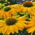 Echinacea Sunflower