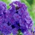 Flox Purple
