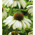 Echinacea White Swan