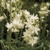 Camassia Semiplena 1ks