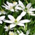 Ornithogalum Umbellatum - 5 ks v balení