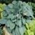 Hosta True Blue