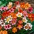 Cigánsky kvet Tricolor mix - 10 ks v balení