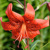 Lalia Tiger Red