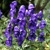 Aconitum Blue