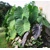 Colocasia Esculenta