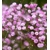 Gypsophila ružová
