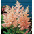 Astilba Peach Blossom