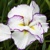 Iris Ensata Frilled Enchantment