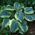 Hosta Samurai