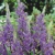 Camassia Caerulea 1ks