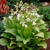 Hosta Royal Standard