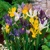 Iris Hollandica Mix - 10 ks v balení