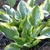 Hosta Queen Josephine