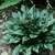 Hosta Lakeside Stormwatch