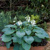 Hosta Blue Stilton