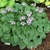 Hosta Toy Soldier