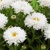 Leucanthemum Laspider