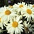 Leucanthemum Lacreme