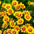 Coreopsis Uptick Yellow and Red
