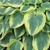 Hosta Bridgeville