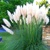 Tráva pampová Cortaderia White