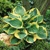 Hosta Twilight