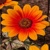 Heliopsis Orange Marble