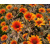 Heliopsis Orange Marble