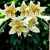 Lalia Auratum