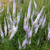 Veronica White Jolanda