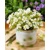 Oxalis White Spider 1ks