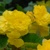 Begonia Superba Yellow