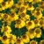 Helenium Helena Gold