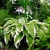 Hosta Moerheim